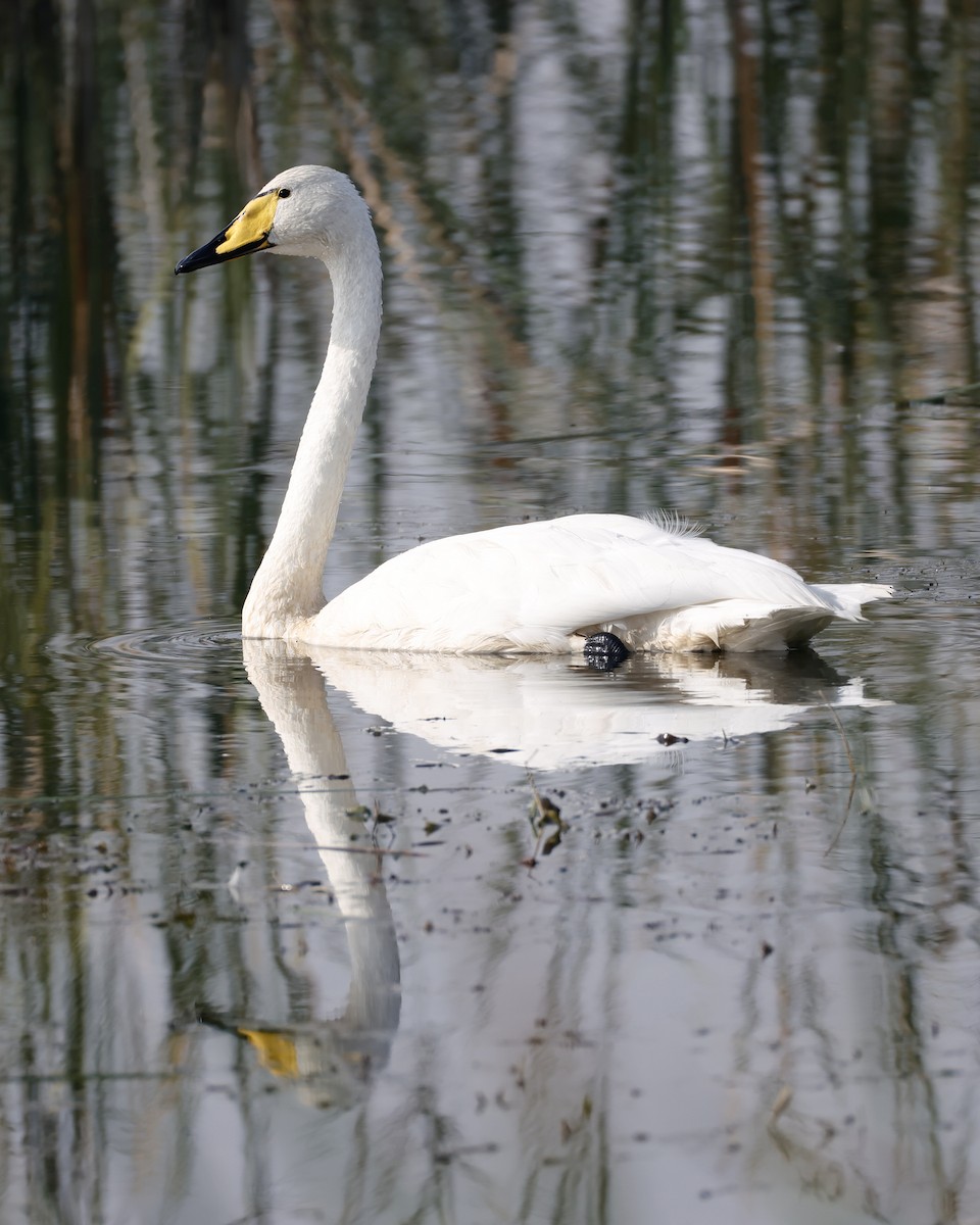Cygne chanteur - ML643172825