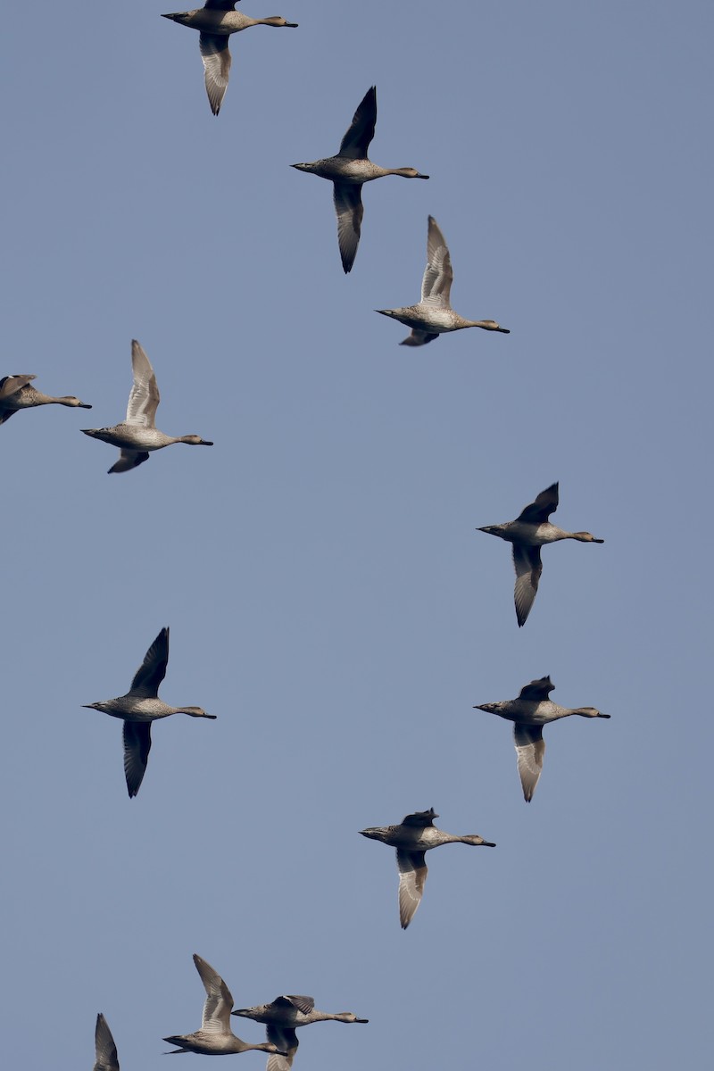 Canard pilet - ML643172828
