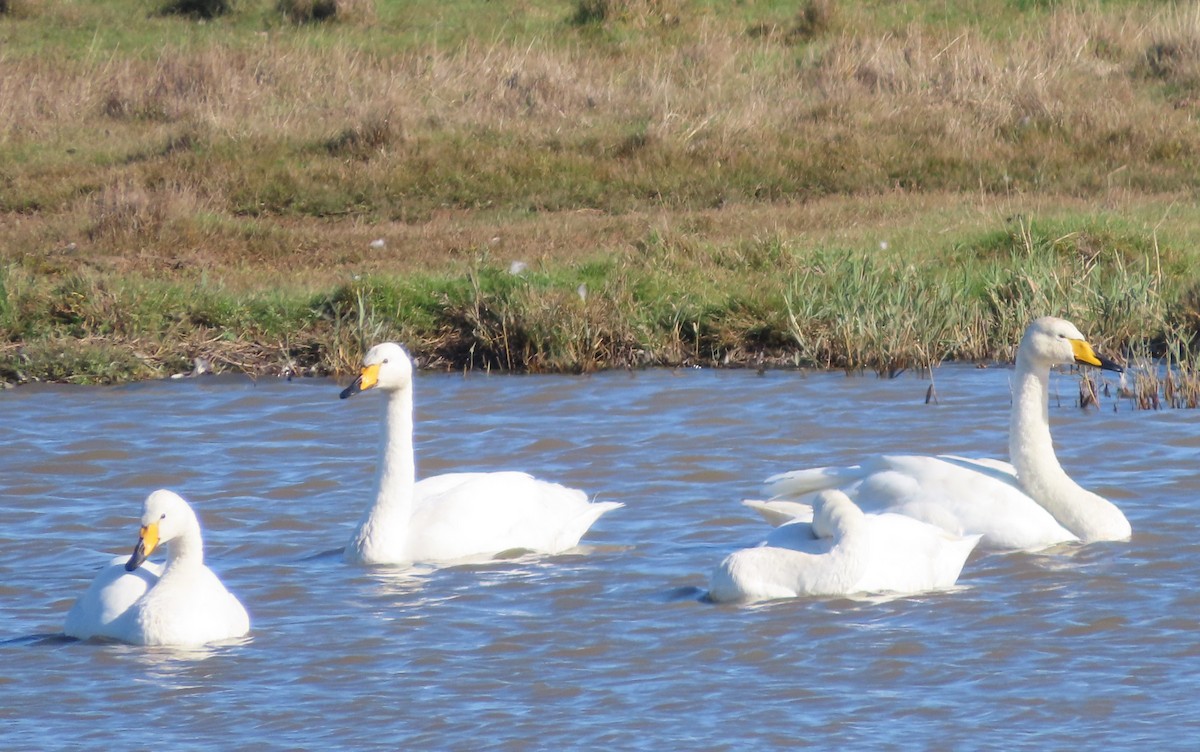 Cygne chanteur - ML643172829