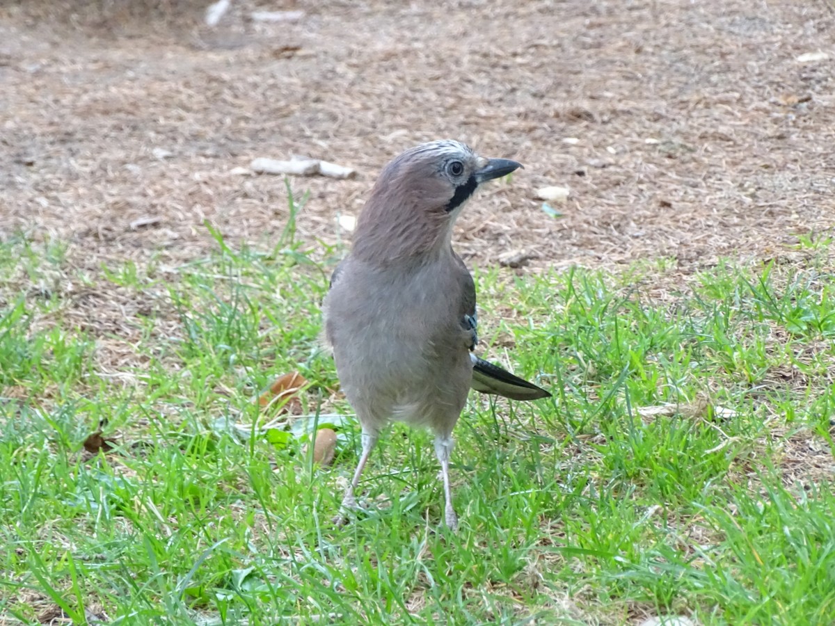 Eurasian Jay - ML643172836