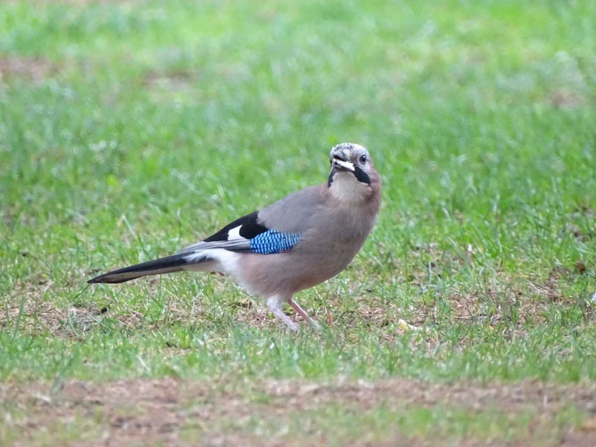 Eurasian Jay - ML643172837