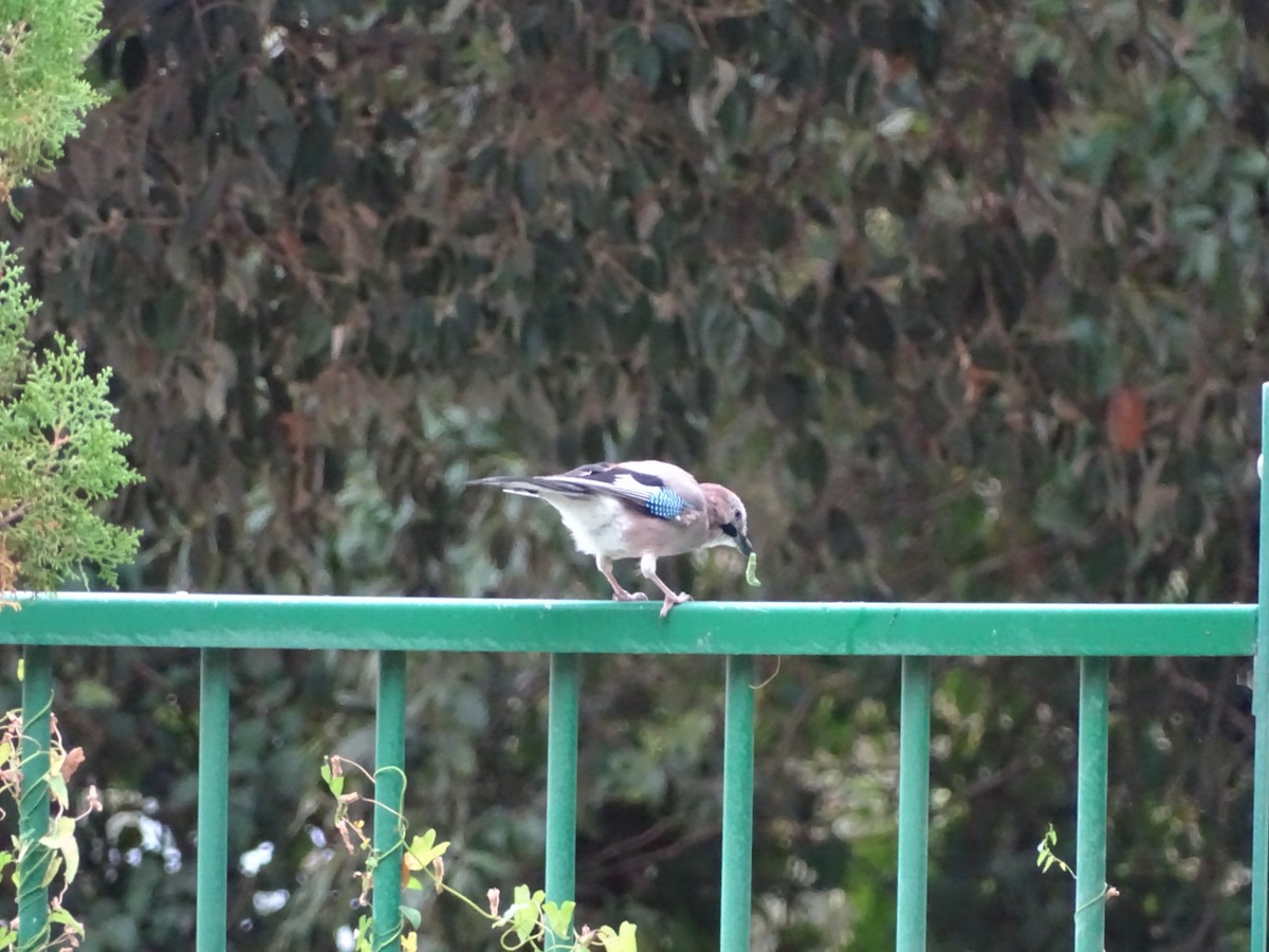 Eurasian Jay - ML643172838
