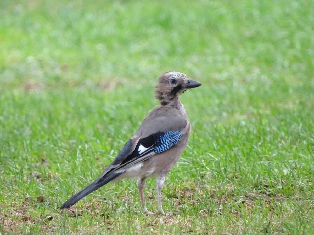 Eurasian Jay - ML643172839