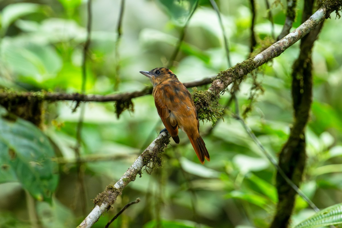 Угольный бекард - ML643172847