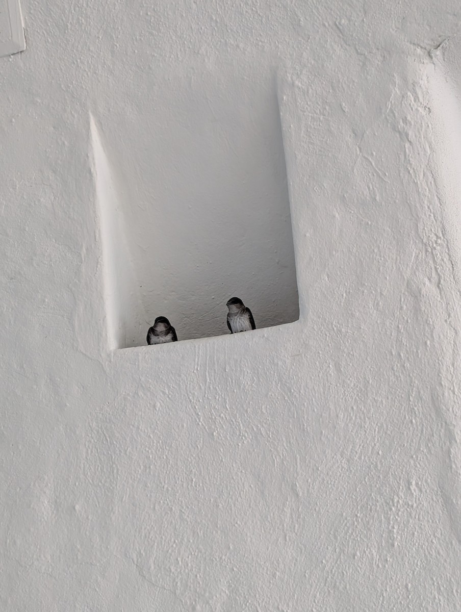 Golondrina Pechigrís - ML643172850