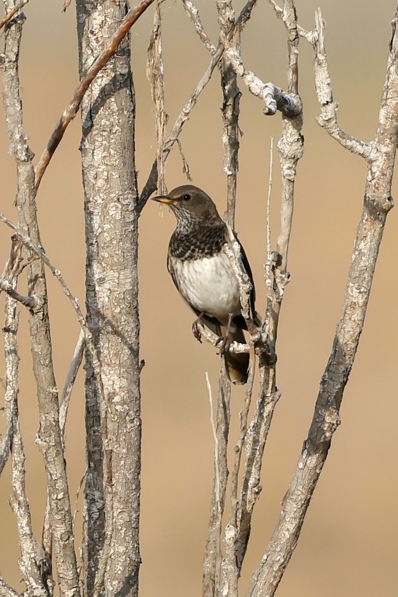 Дрізд чорноволий - ML643172857