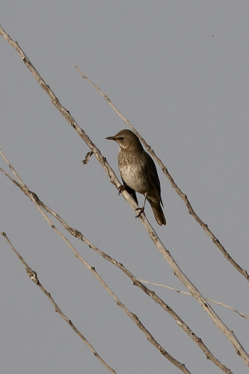 Дрізд чорноволий - ML643172859