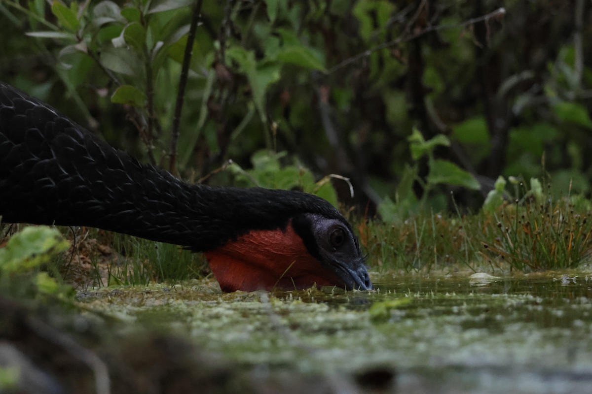 White-winged Guan - ML643172866