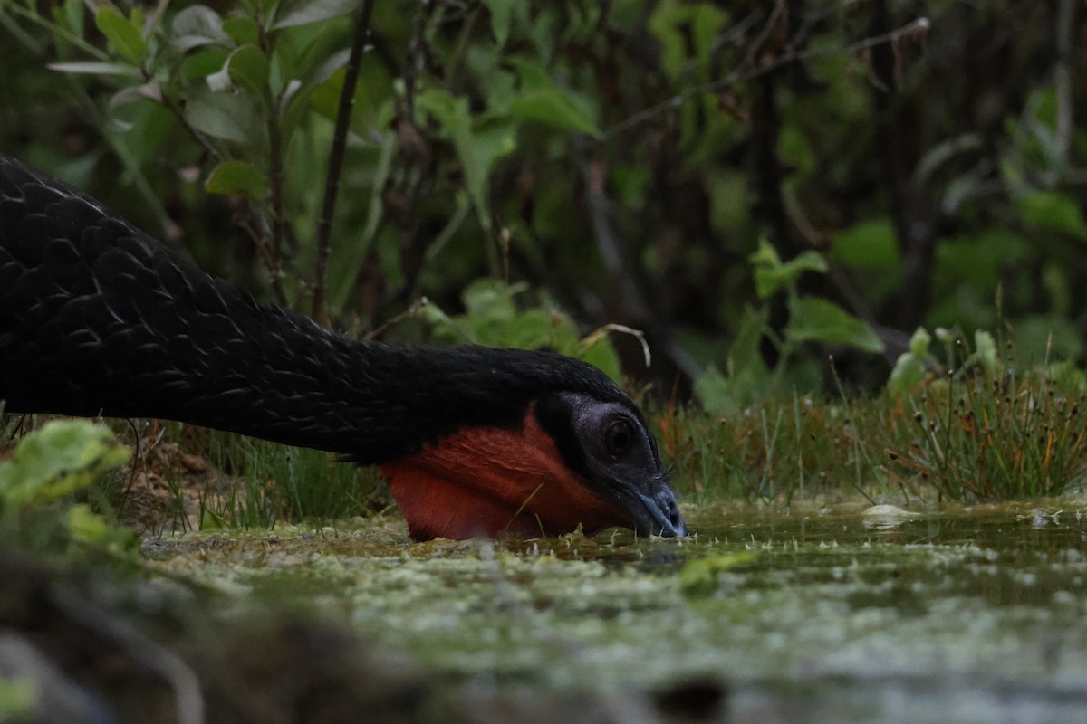 White-winged Guan - ML643172867