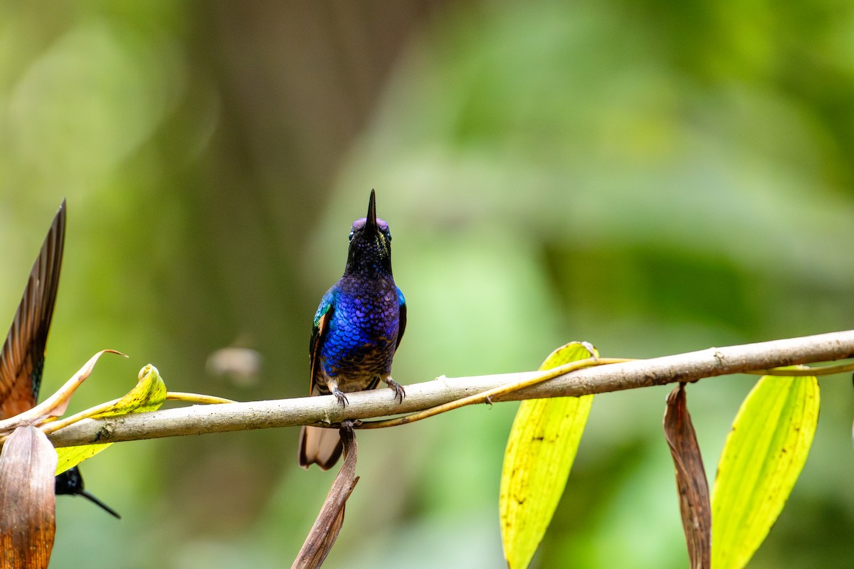 Velvet-purple Coronet - ML643172964