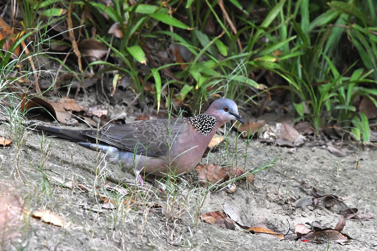 Spotted Dove - ML643172982