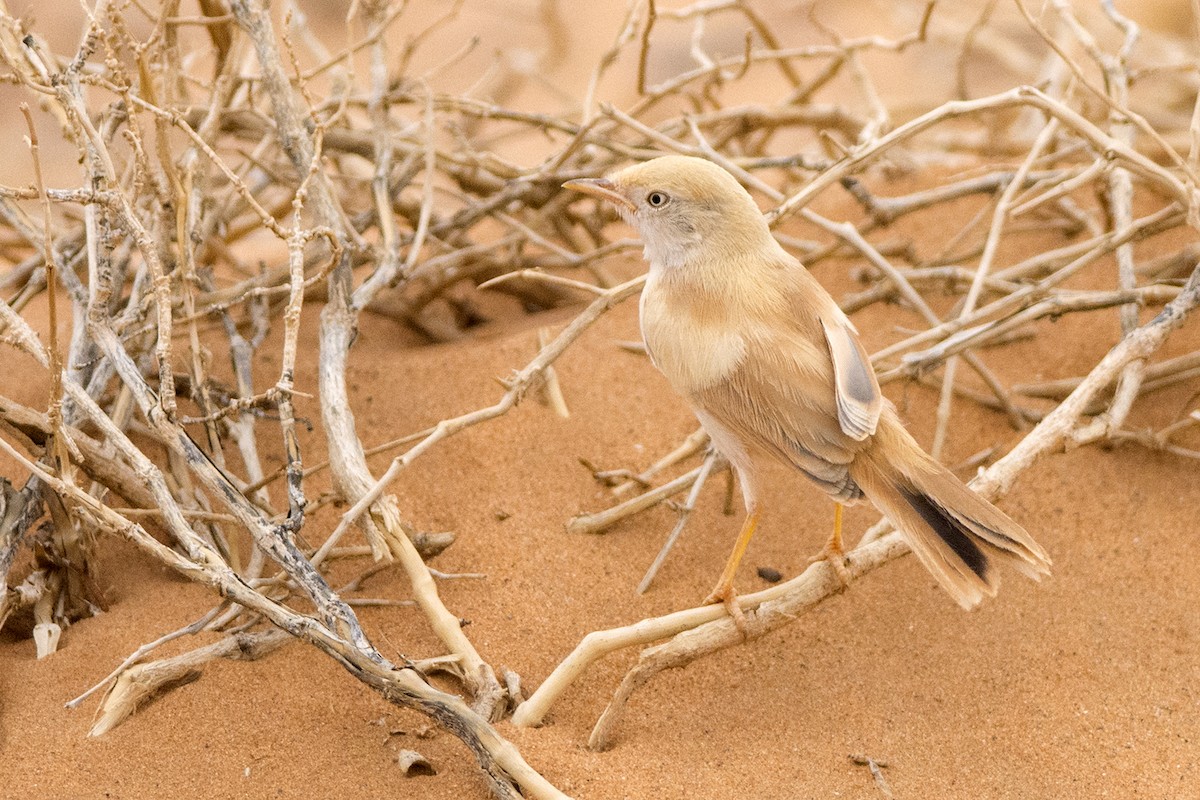 African Desert Warbler - ML643172985