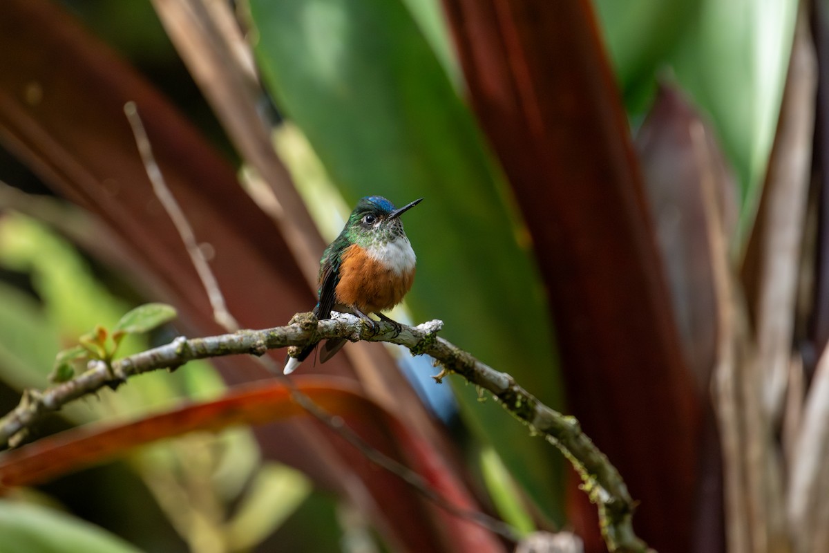 Violet-tailed Sylph - ML643172986