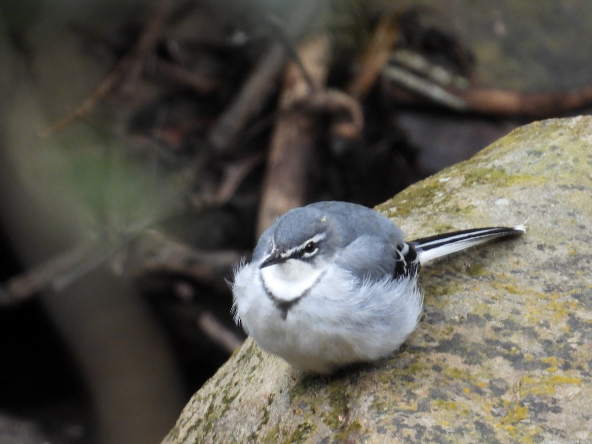 Mountain Wagtail - ML643172998