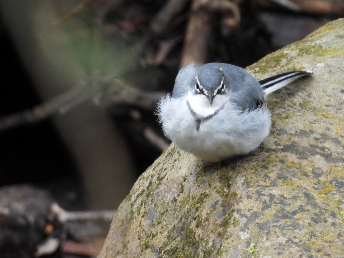 Mountain Wagtail - ML643172999