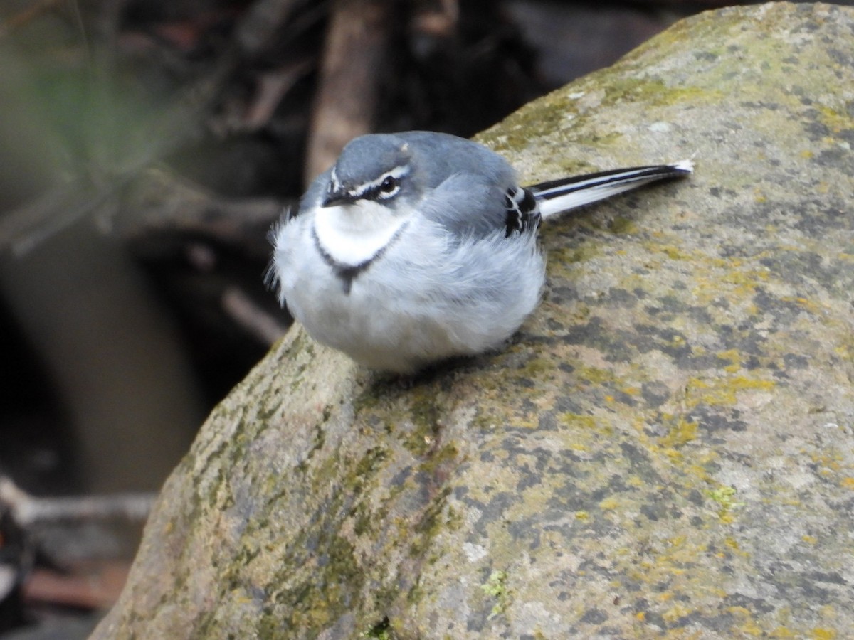 Mountain Wagtail - ML643173000