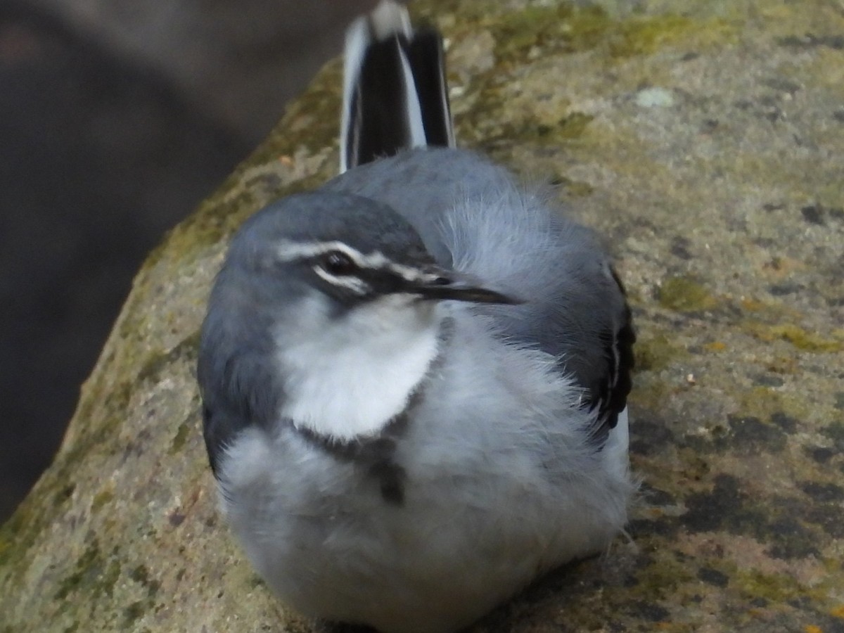 Mountain Wagtail - ML643173001