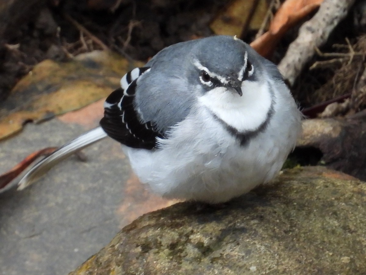 Mountain Wagtail - ML643173002