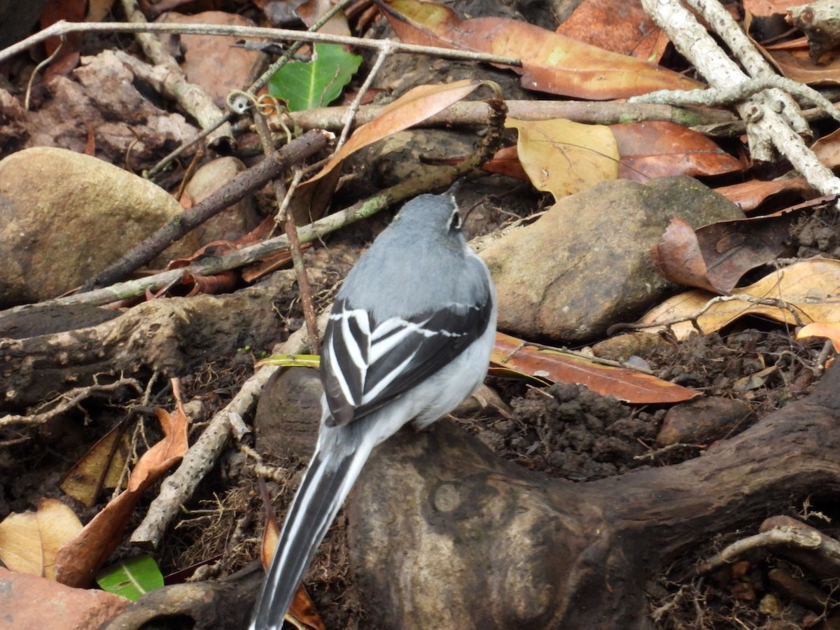 Mountain Wagtail - ML643173004