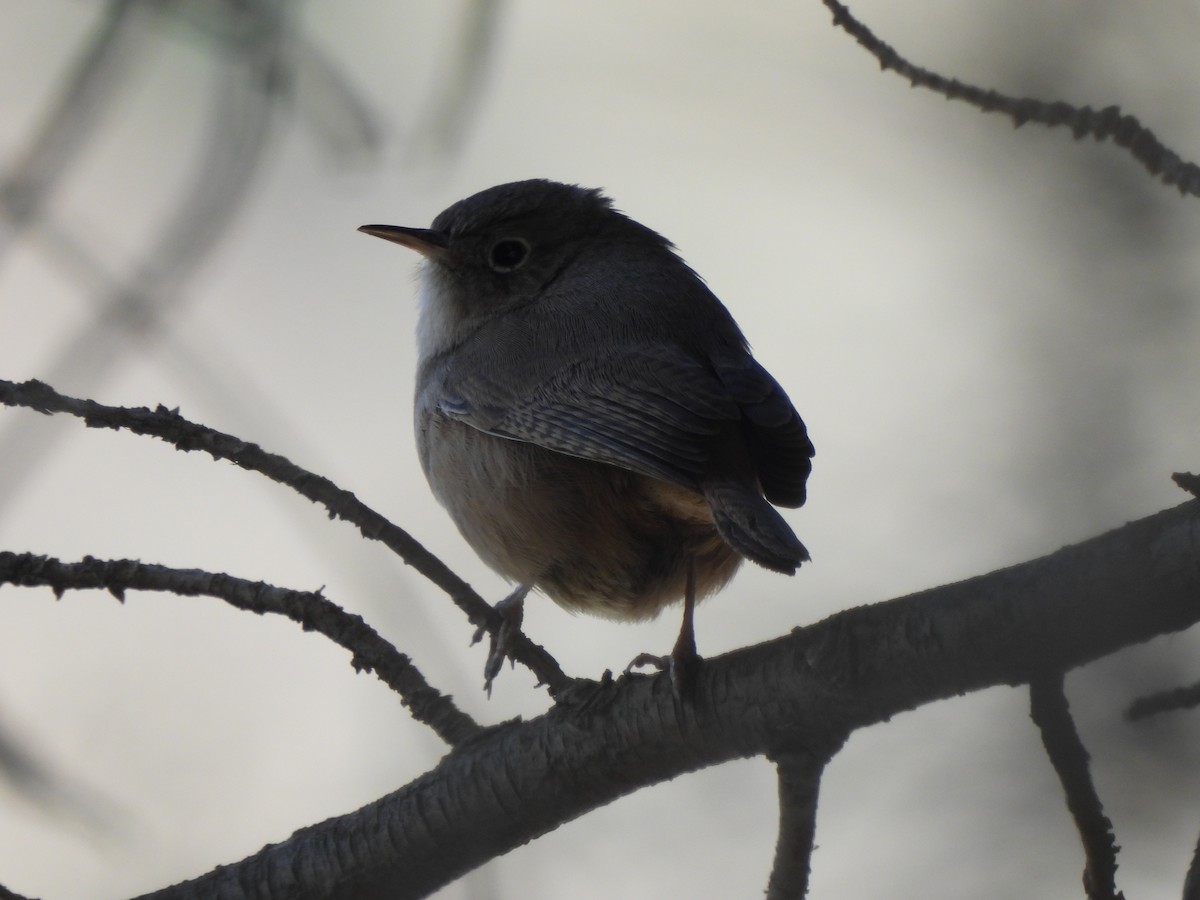 Southern House Wren - ML643173009