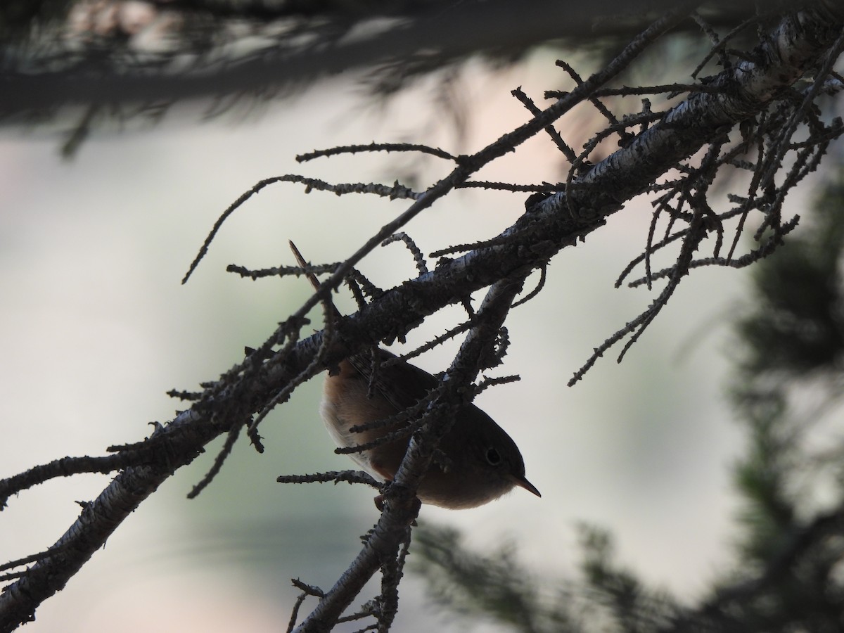 Southern House Wren - ML643173010