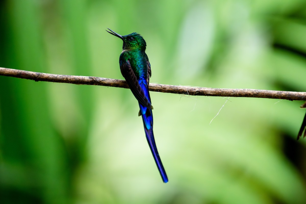 Violet-tailed Sylph - ML643173018
