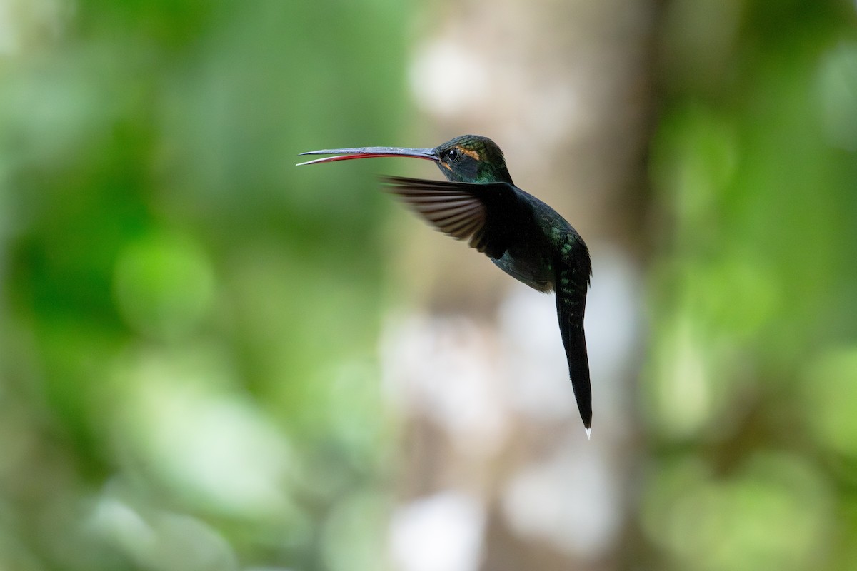 White-whiskered Hermit - ML643173032
