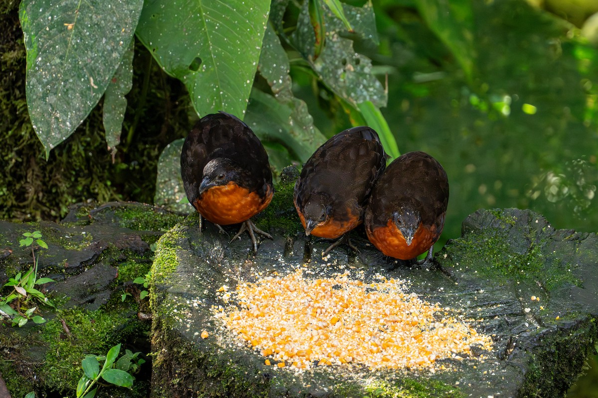Dark-backed Wood-Quail - ML643173036