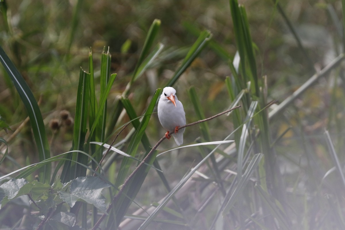 Malachite Kingfisher - ML643173038
