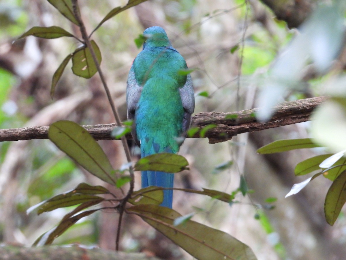 Narina Trogon - ML643173039
