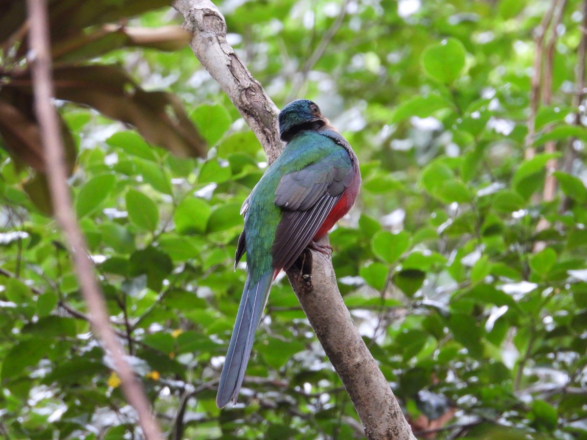 Narina Trogon - ML643173040