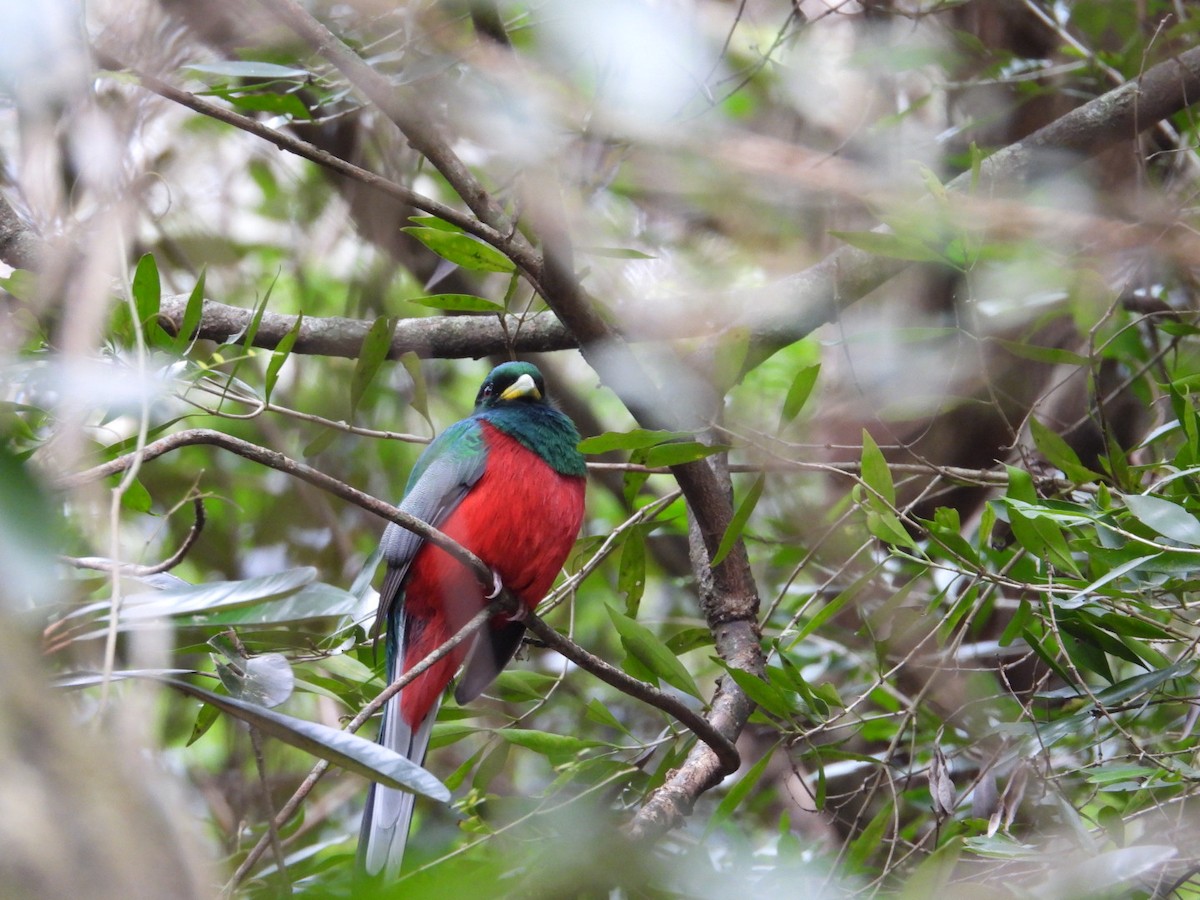 Narina Trogon - ML643173041
