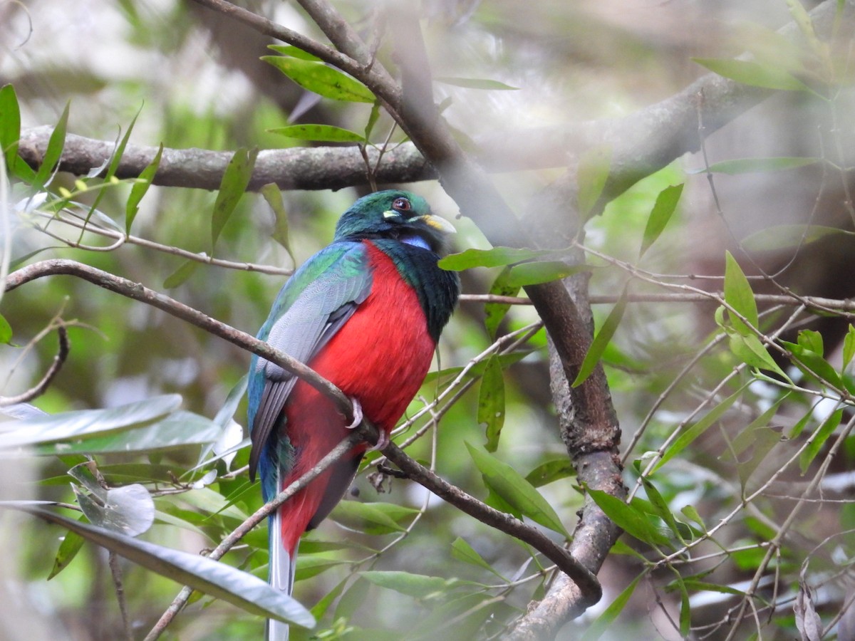 Narina Trogon - ML643173042