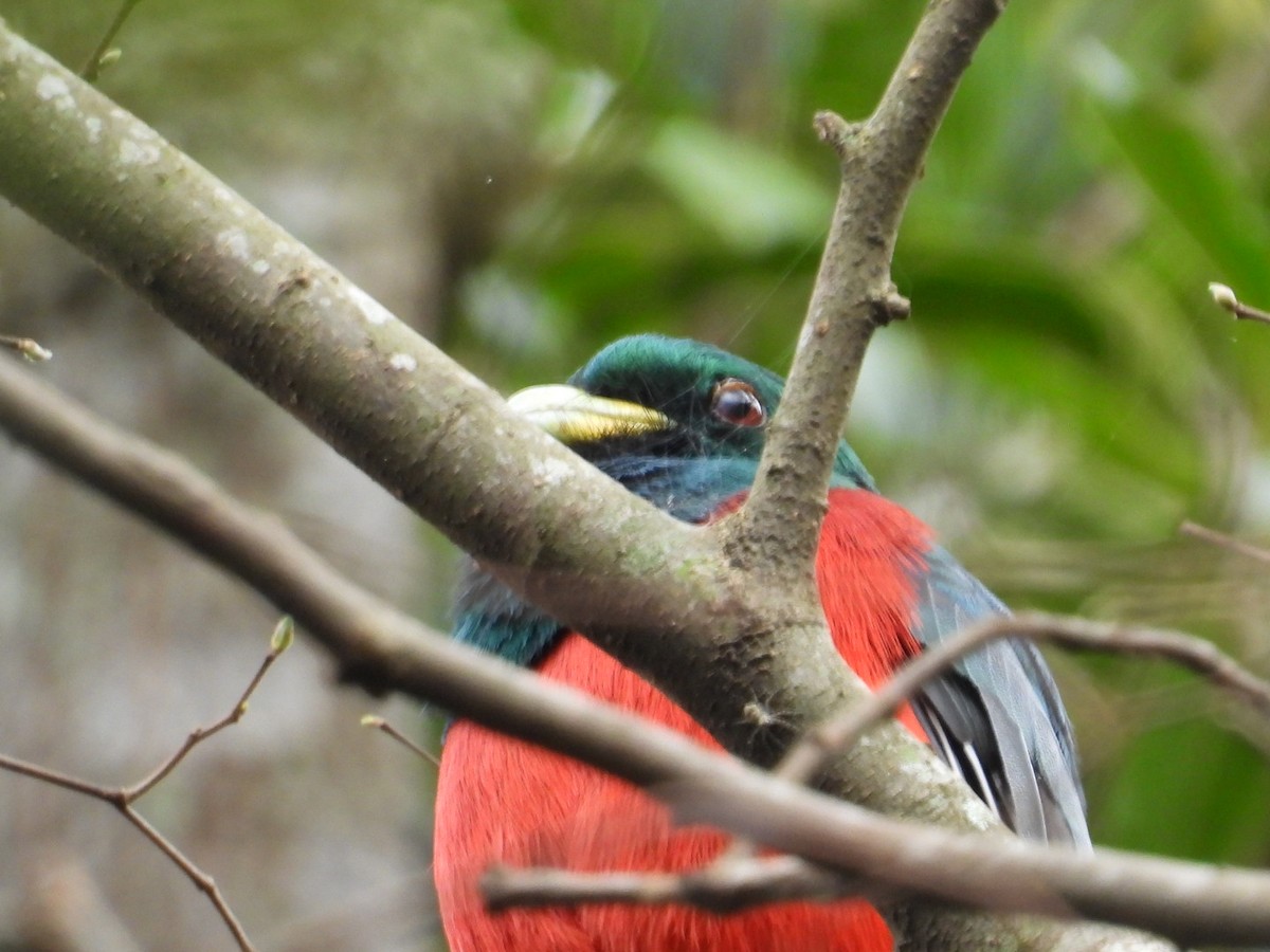 Narina Trogon - ML643173043