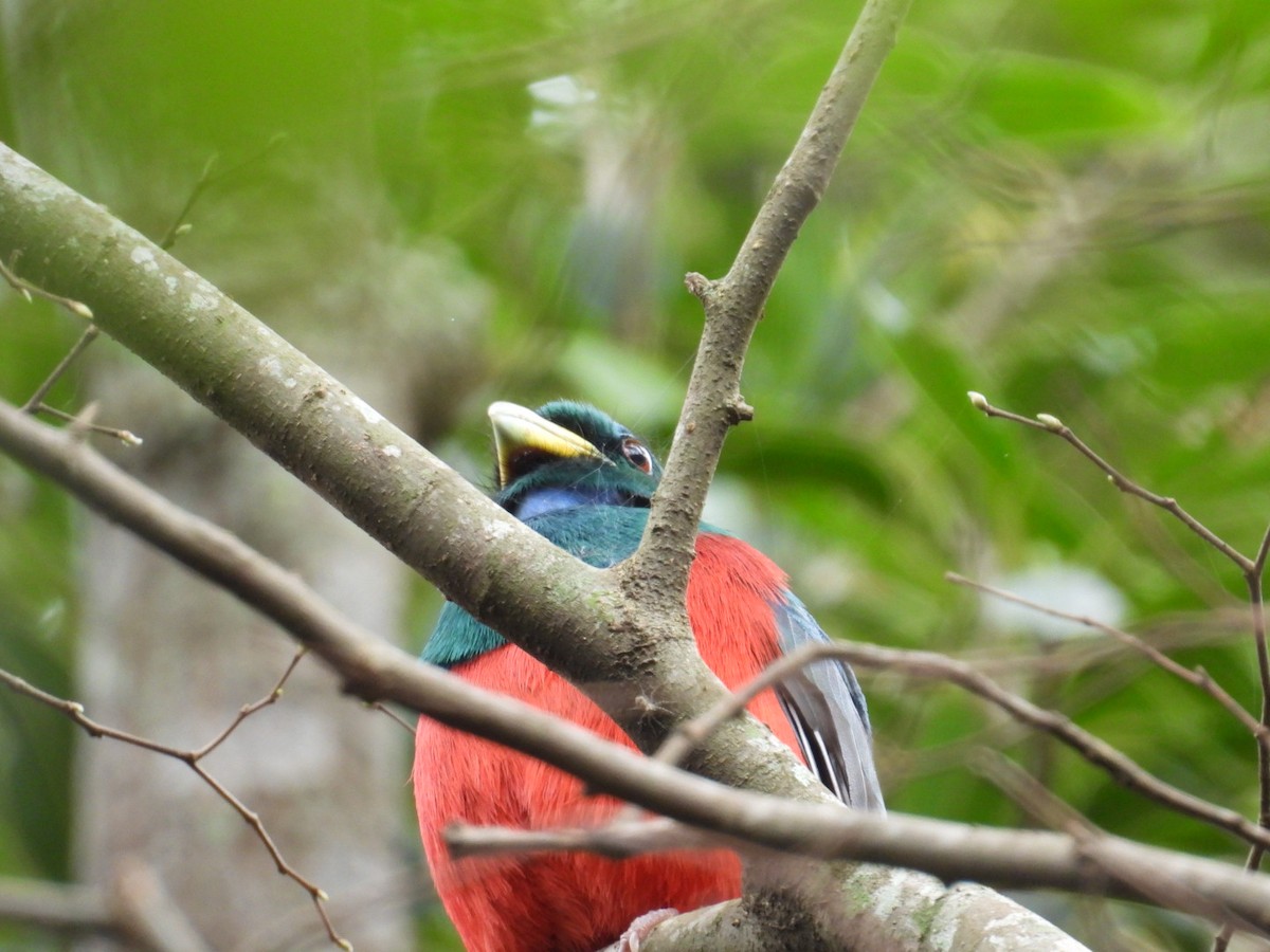 Narina Trogon - ML643173044
