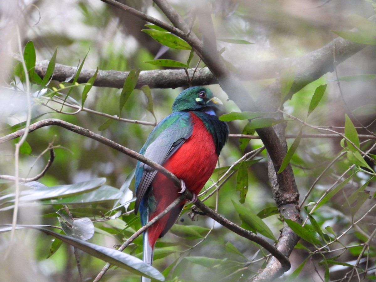 Narina Trogon - ML643173045