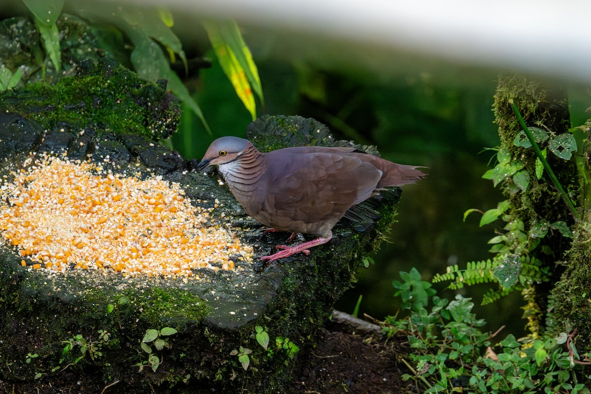 White-throated Quail-Dove - ML643173046