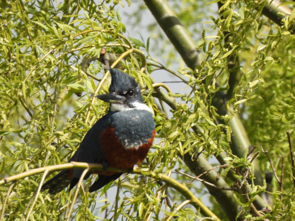 Martin-pêcheur à ventre roux - ML643173053