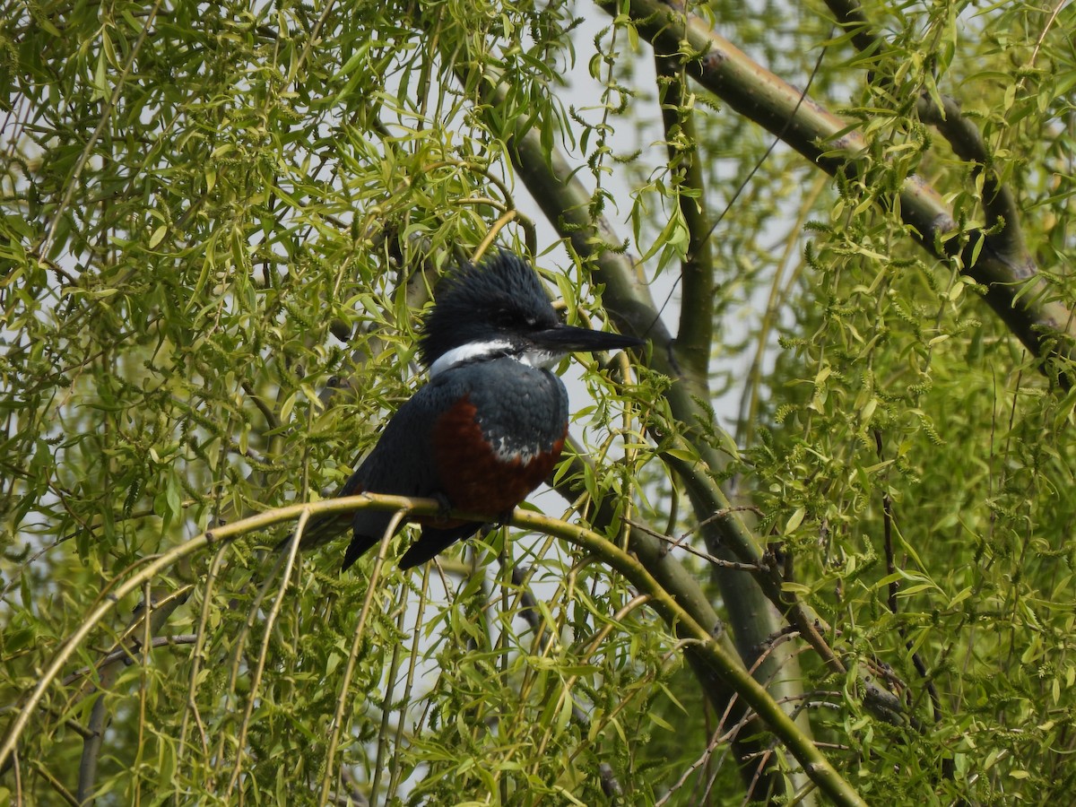 Martin-pêcheur à ventre roux - ML643173054