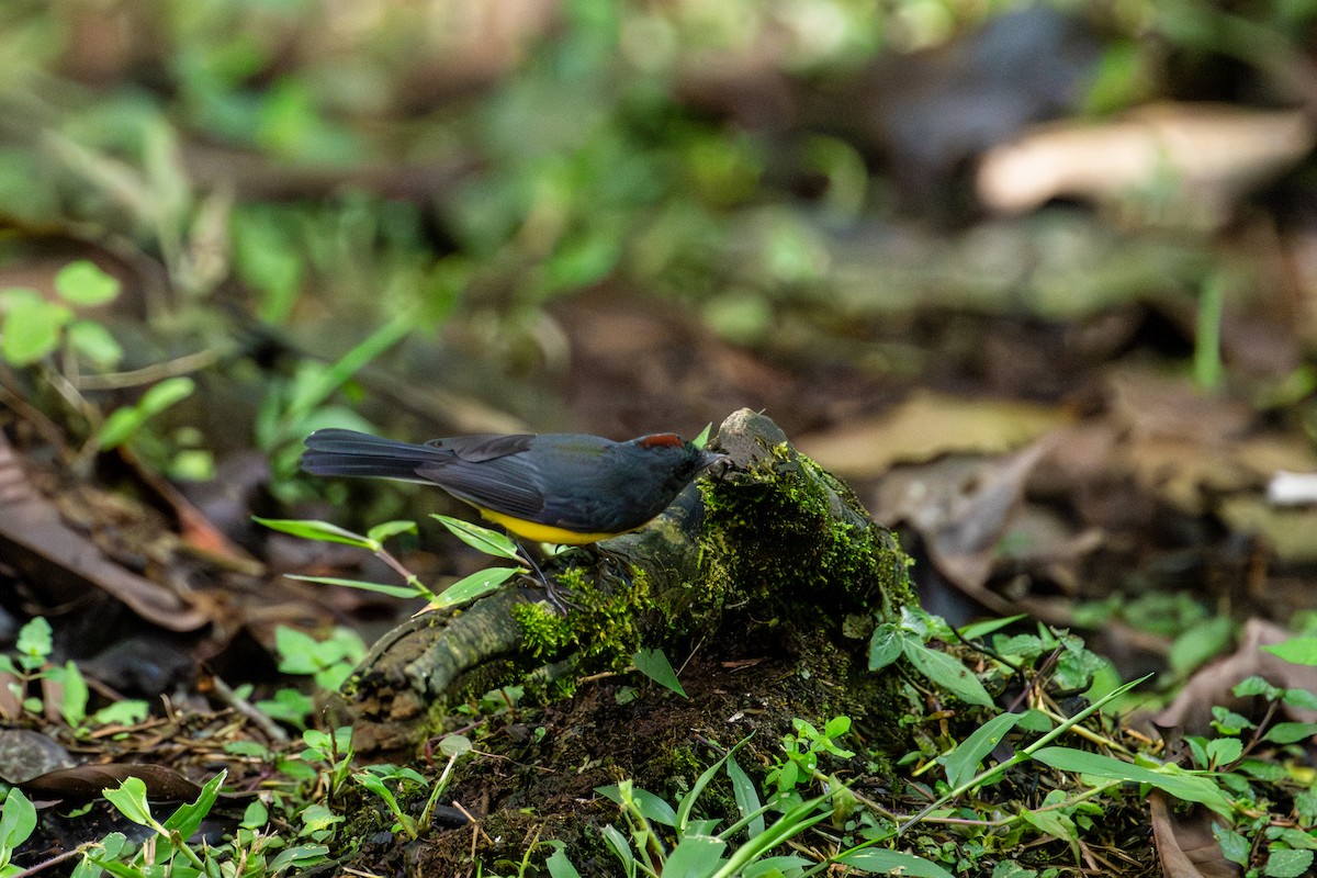 Slate-throated Redstart - ML643173059