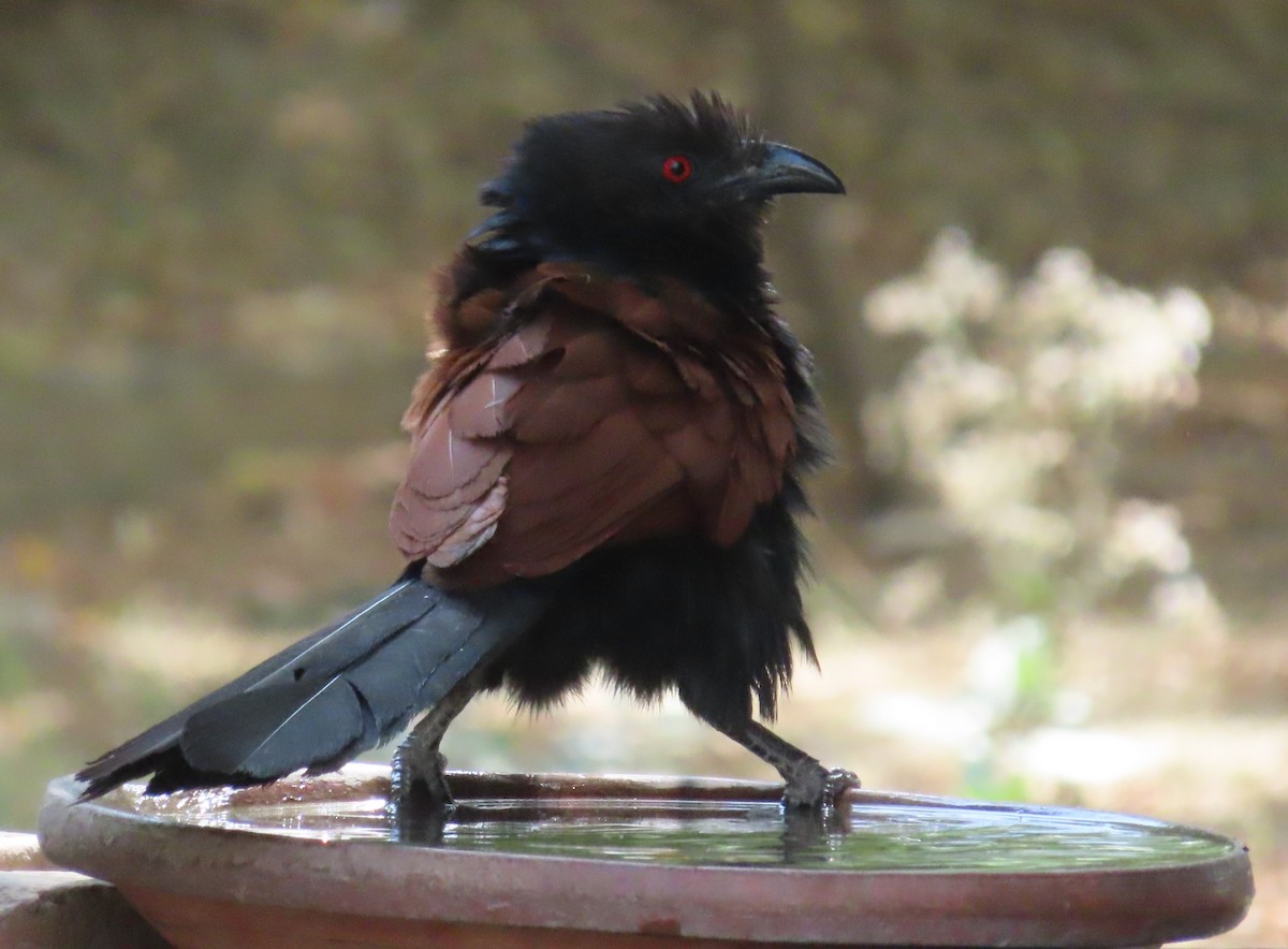 Greater Coucal - ML643173082