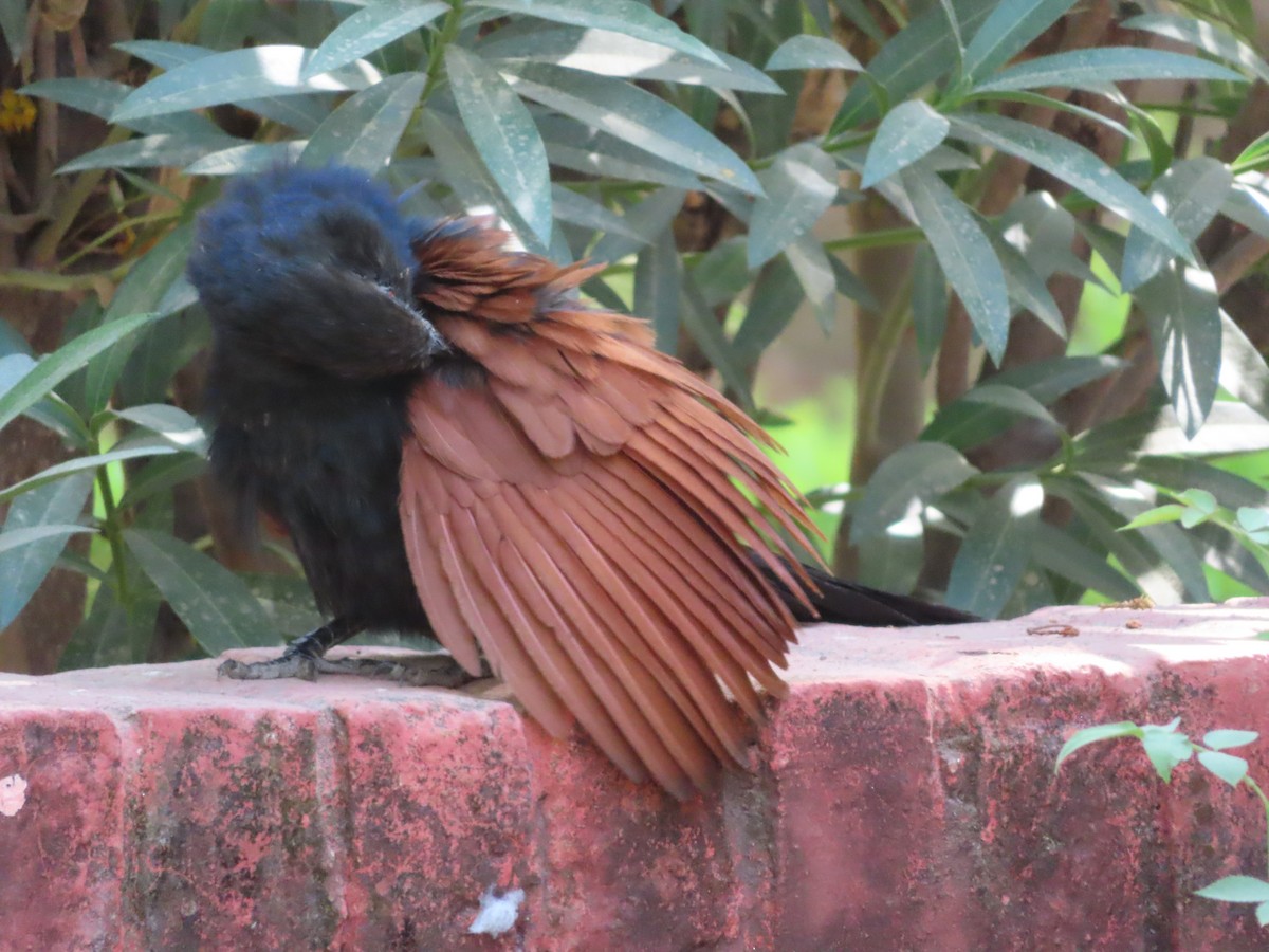 Greater Coucal - ML643173083