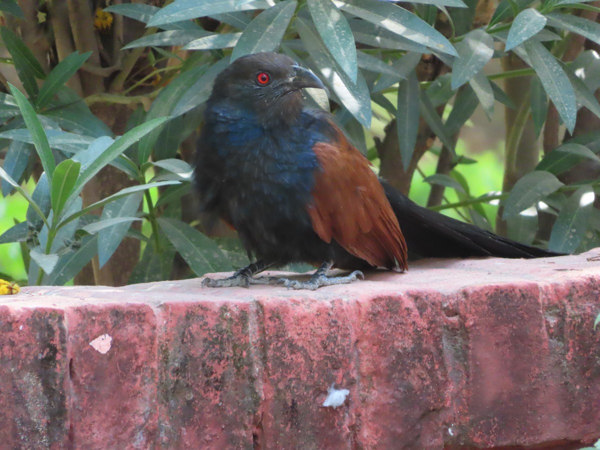 Greater Coucal - ML643173084