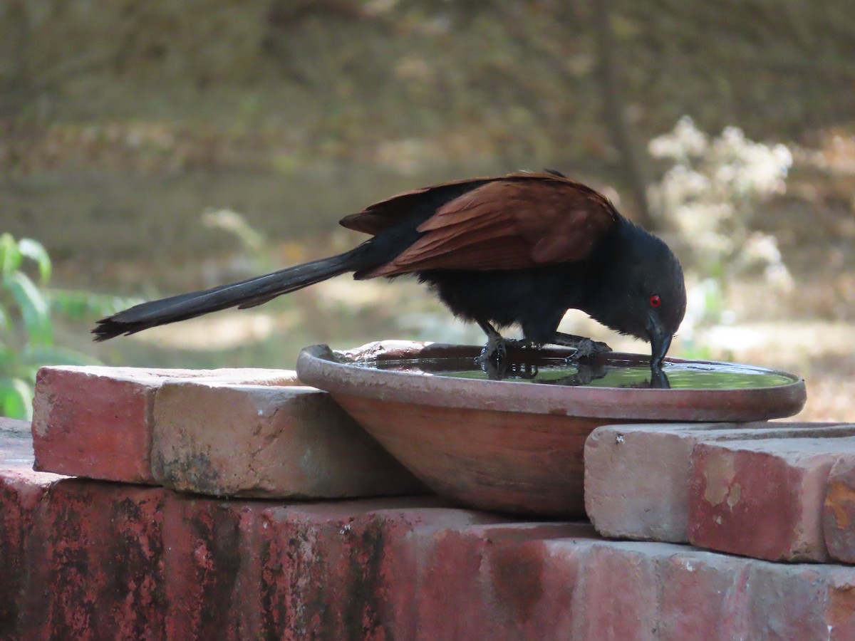 Greater Coucal - ML643173085