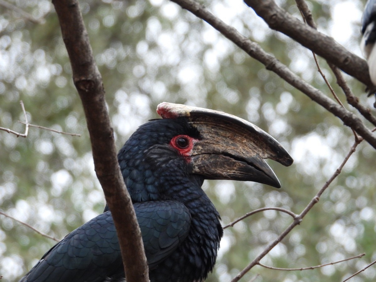 Trumpeter Hornbill - ML643173087