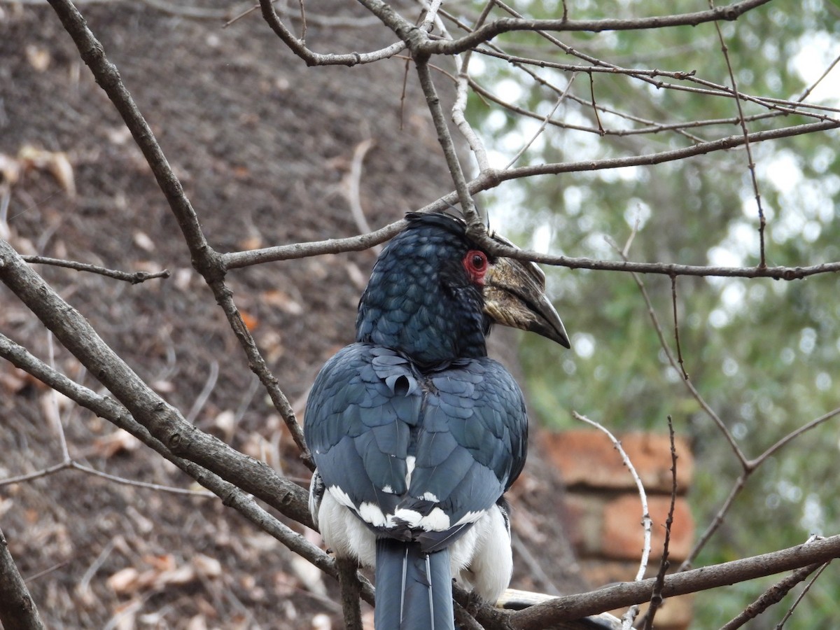 Trumpeter Hornbill - ML643173088