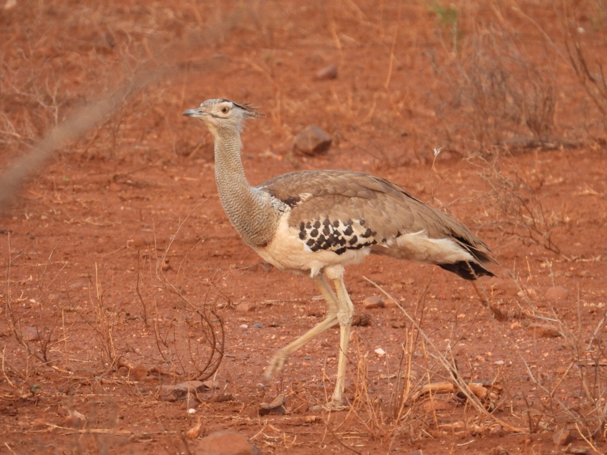 Kori Bustard - ML643173095