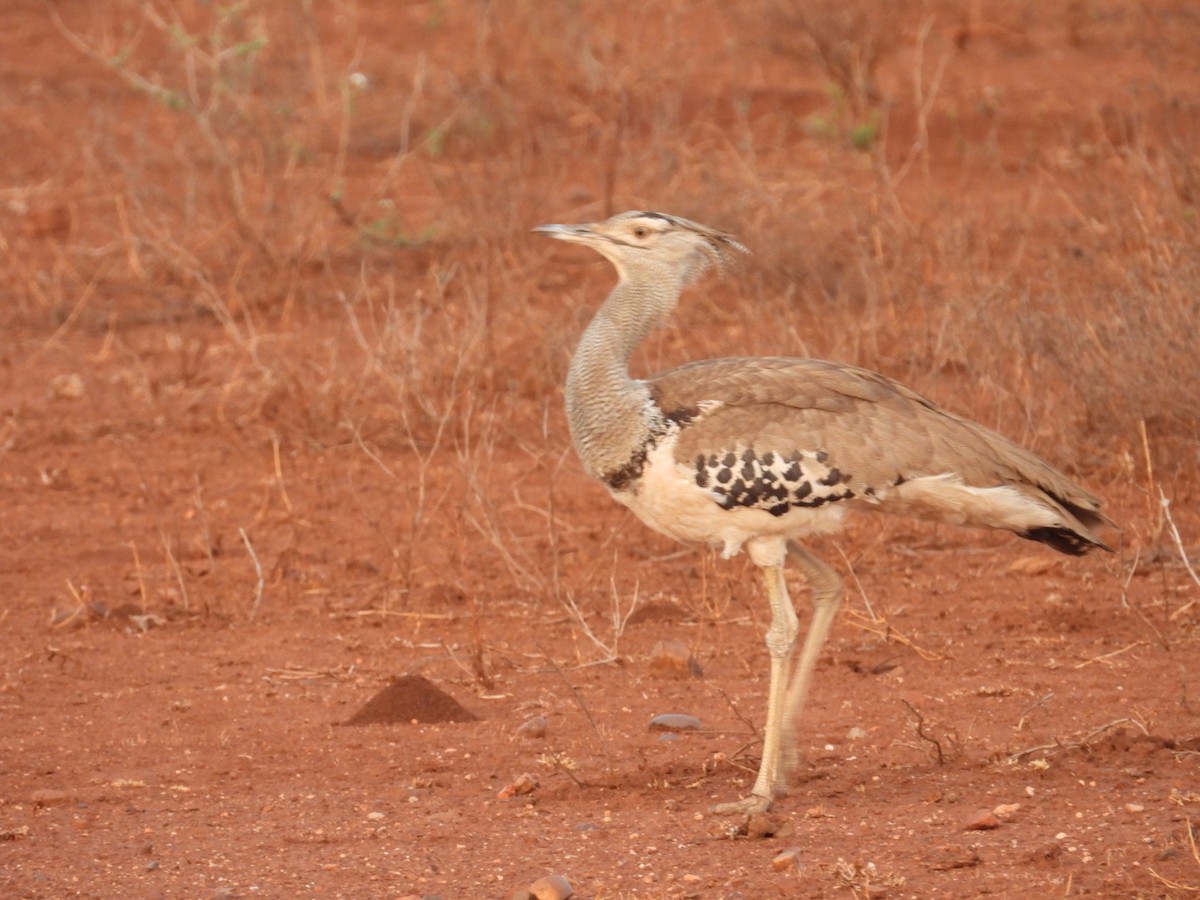 Kori Bustard - ML643173096