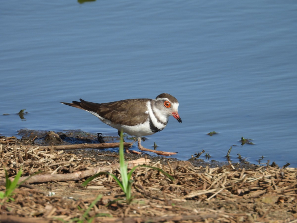 Three-banded Plover - ML643173108