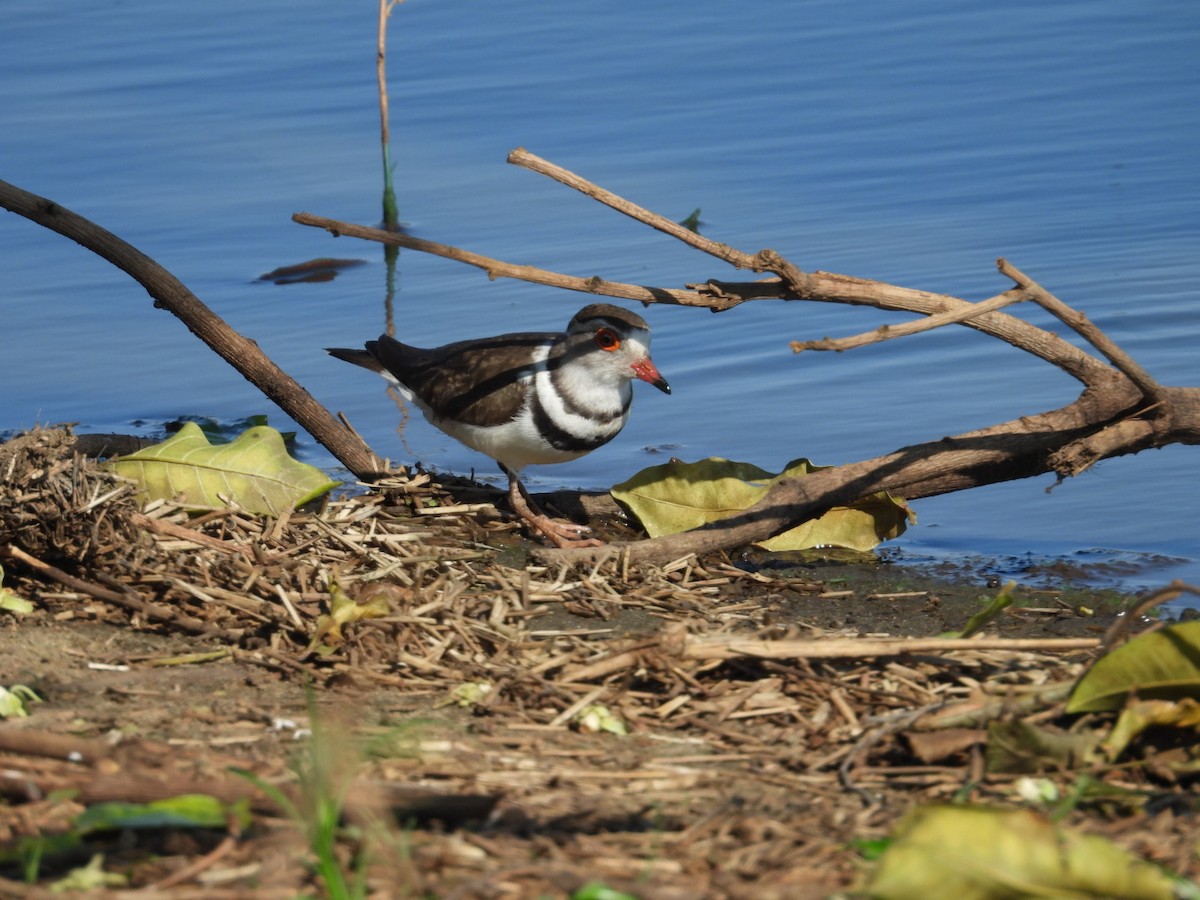 Three-banded Plover - ML643173109